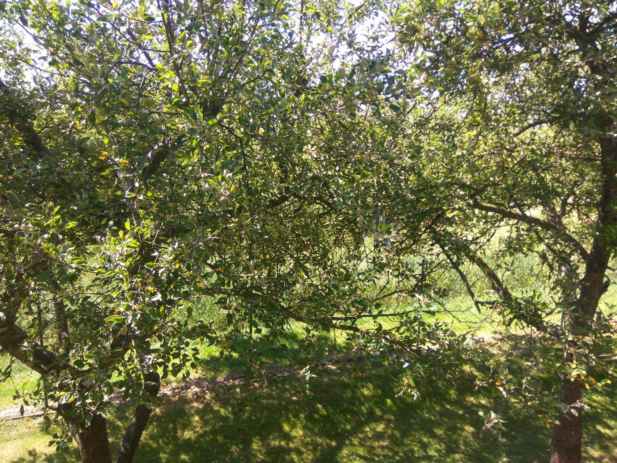 Pension & Restaurant Silma With Wellness Rychvald Εξωτερικό φωτογραφία